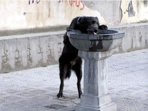 Fountains of Rome: questione acea